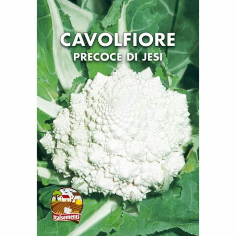 Cavolfiore di Jesi (Semente)