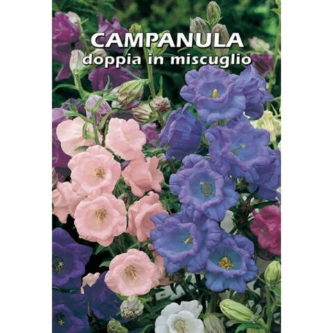 Campanula doppia in miscuglio (Semente)