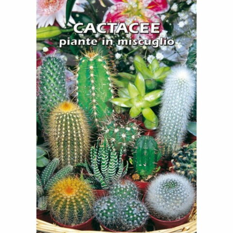 Cactacee piante in miscuglio (Semente)