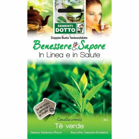 Camellia sinensis verde (Semente)