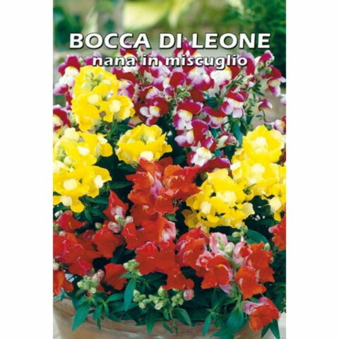 Bocca di leone nana in miscuglio (Semente)