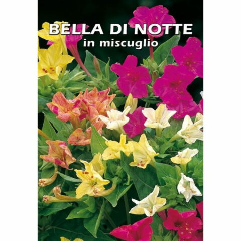 Bella di notte in miscuglio (Semente)