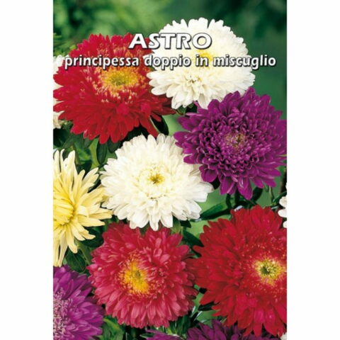 Astro principessa doppio in miscuglio (Semente)