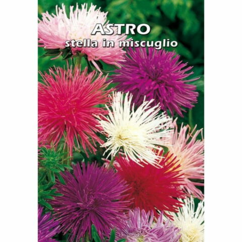 Astro stella in miscuglio (Semente)