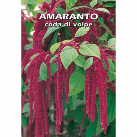 Amaranto (Semente)