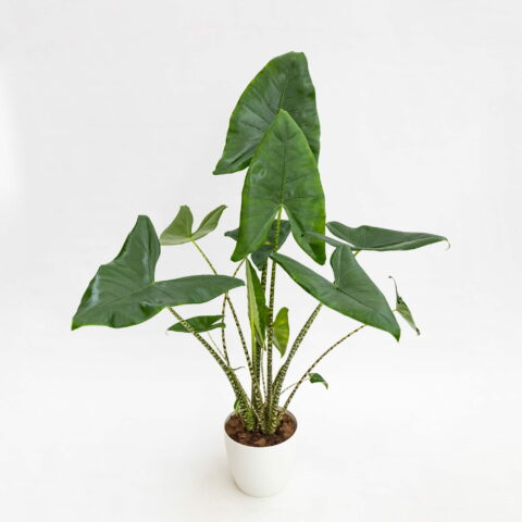 Alocasia zebrina