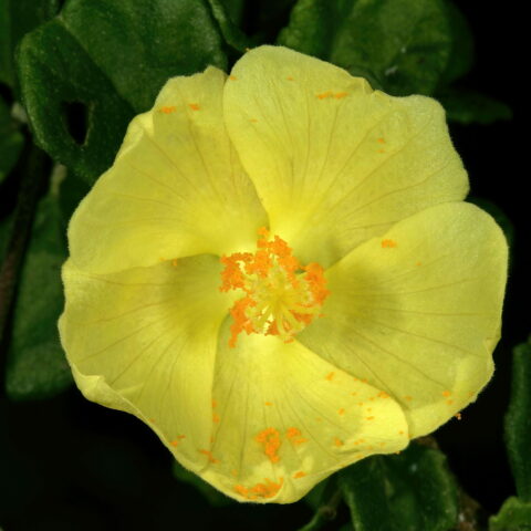 Pavonia praemorsa