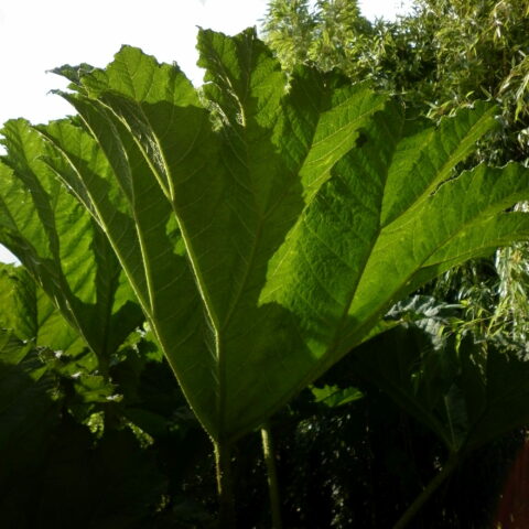 Gunnera manicata