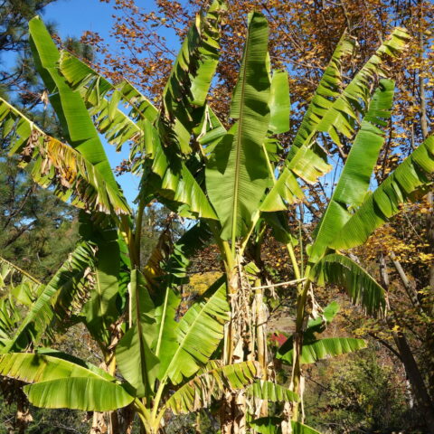 Musa sikkimensis