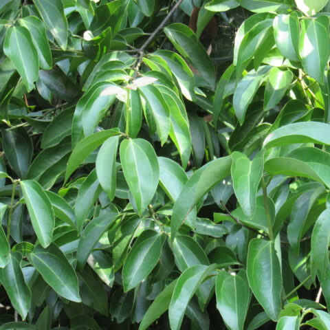 Cinnamomum zeylanicum