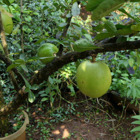 Crescentia alata