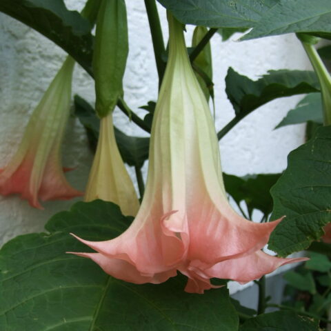 Brugmansia arborea "Rosea"