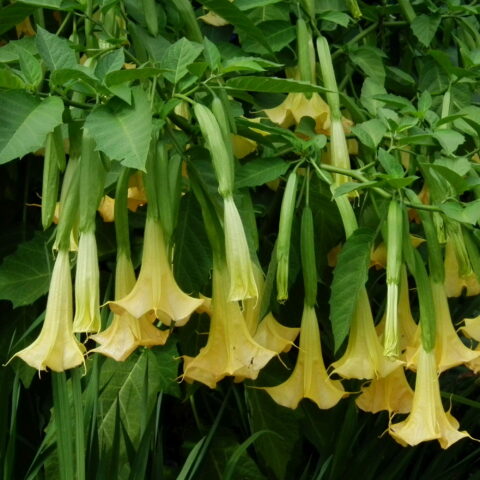 Brugmansia arborea "Giallo"
