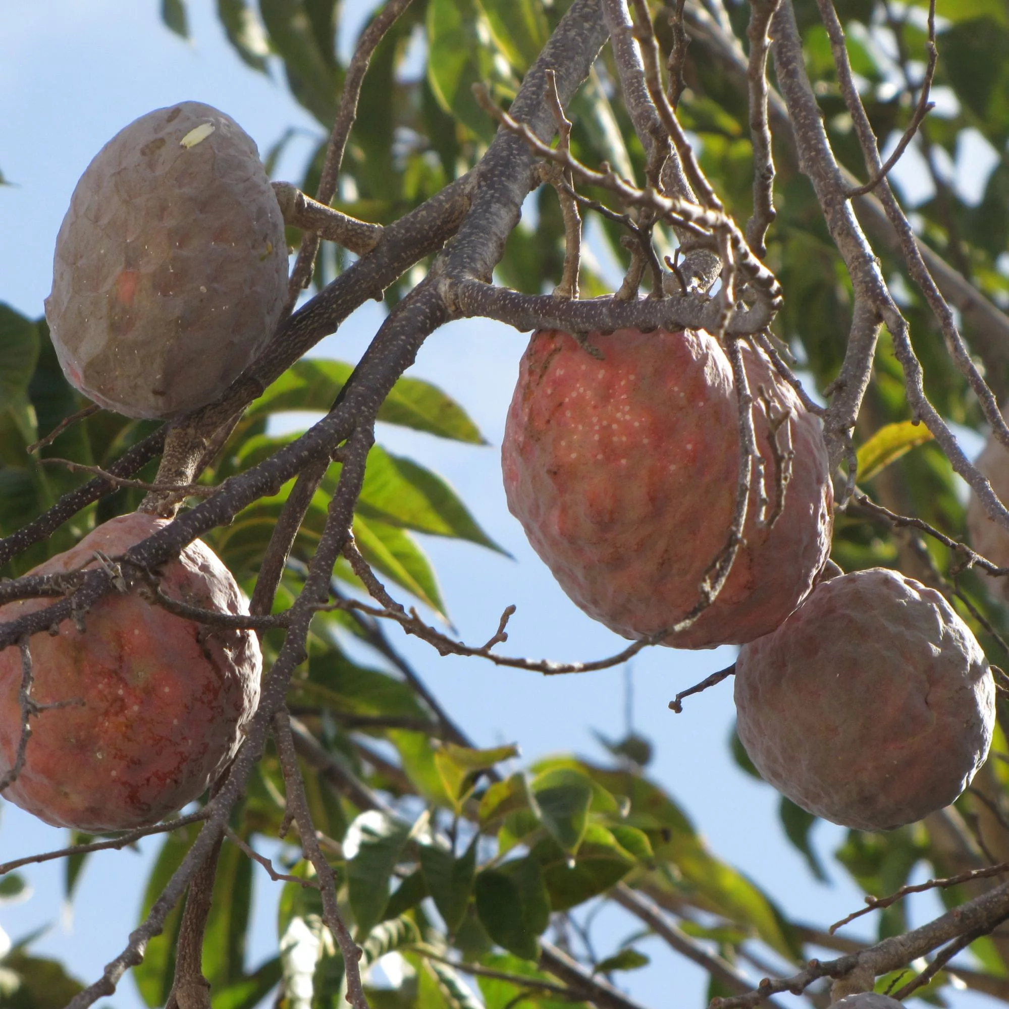 Annona reticulata "Rossa"