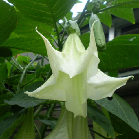 Brugmansia