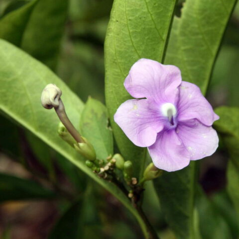Brunfelsia pauciflora