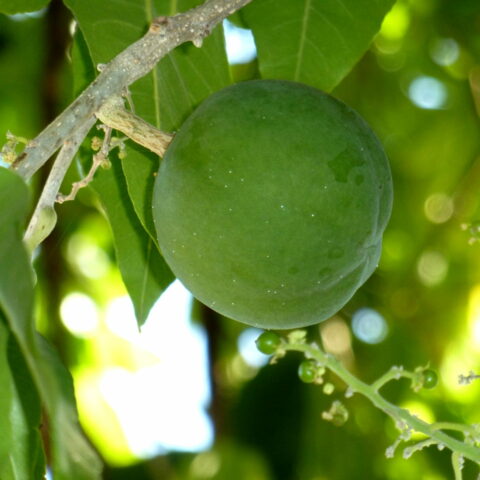 Casimiroa edulis "McDill"