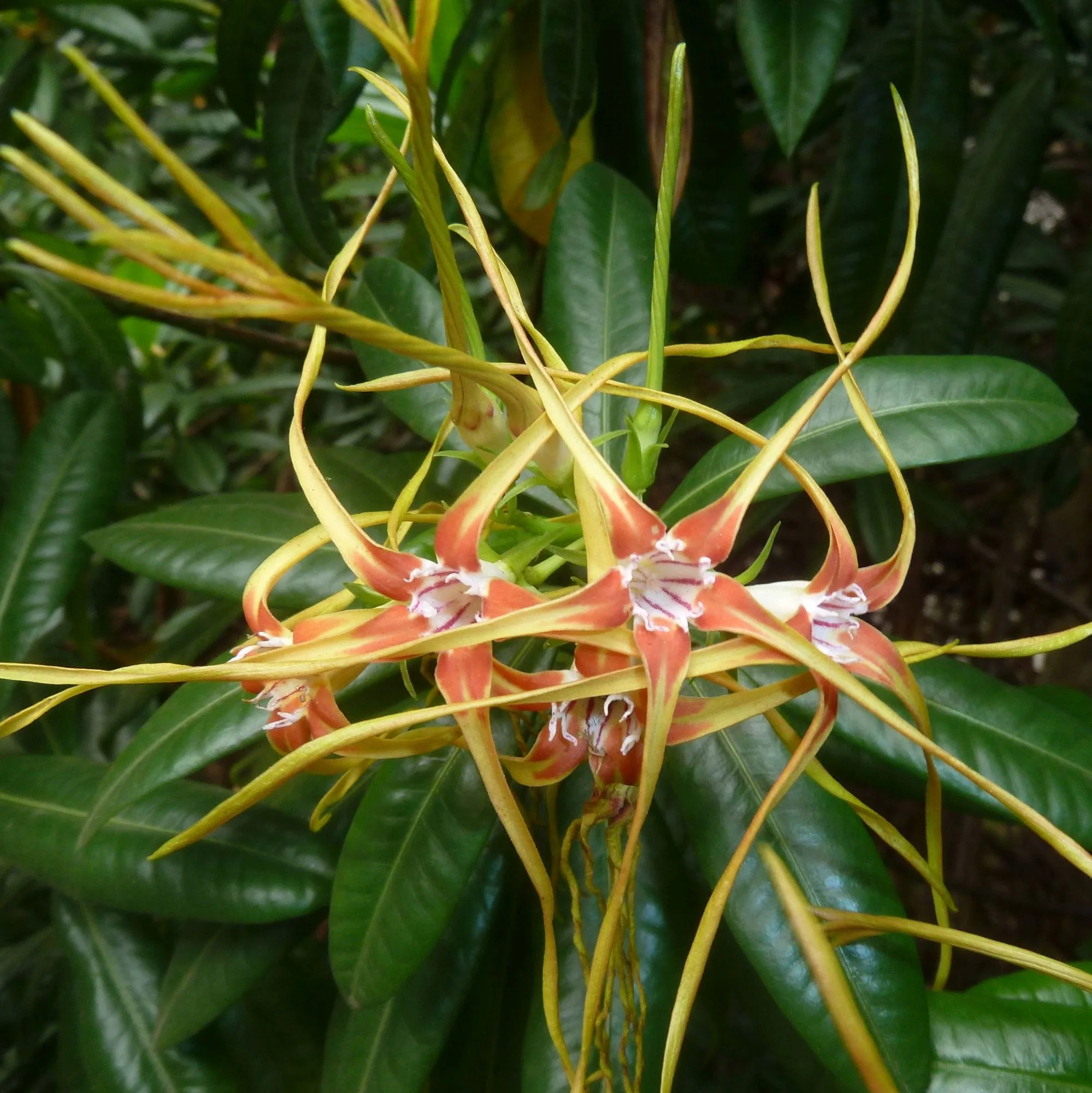 Strophanthus speciosus