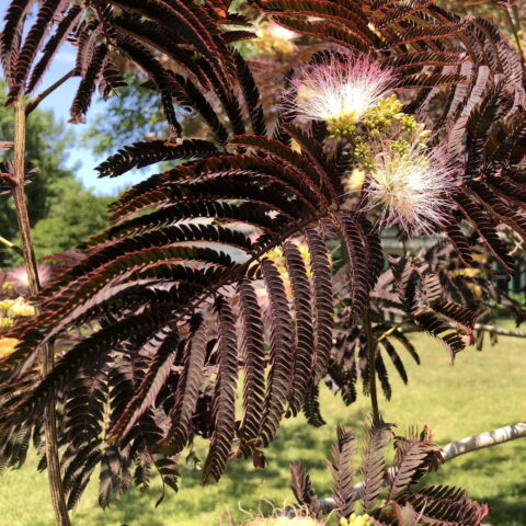 Albizia julibrissin "Summer Chocolate"