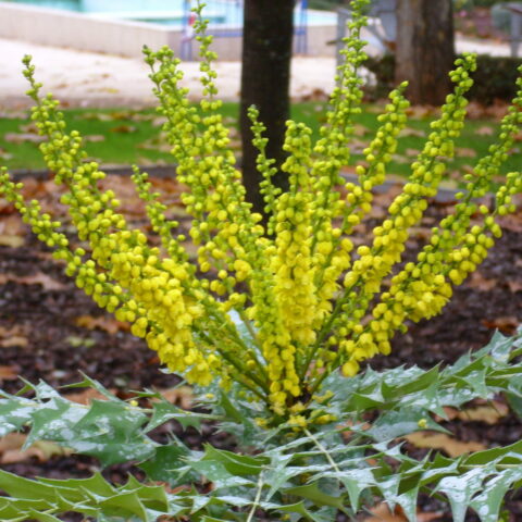 Mahonia x media "Winter Sun"