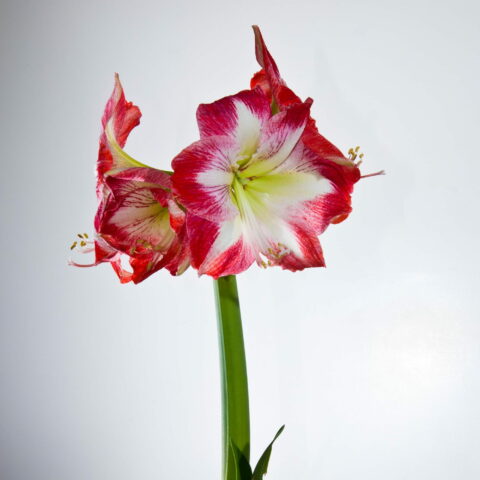 Amaryllis Minerva