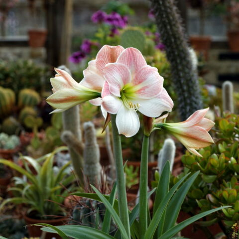 Amaryllis Apple Blossom