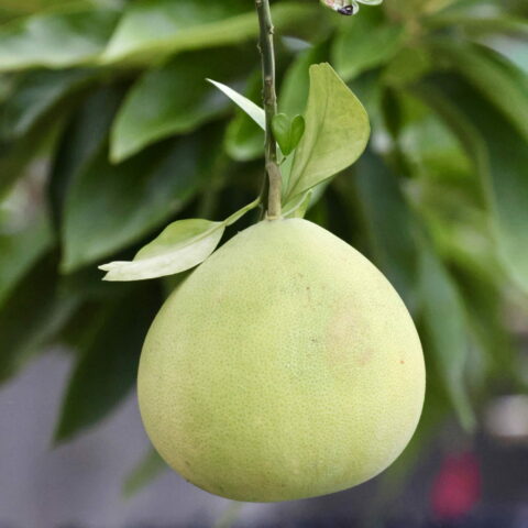 Pomelo