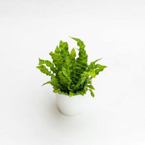 Asplenium nidus "Crispy Wave"