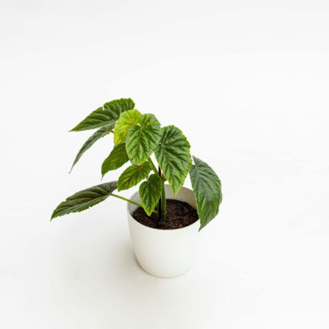 Begonia oldemore