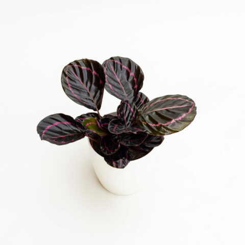 Calathea roseopicta "Dottie"