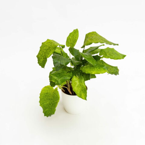Calathea musaica "Network"