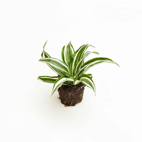 Dracaena fragrans "White Jewel" Baby Plant