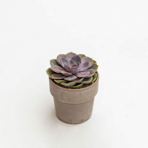 Echeveria "Perla di Norimberga"