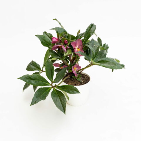 Helleborus "Ice N'Roses Early Red"
