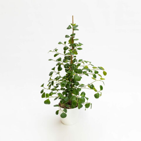 Ficus deltoidea