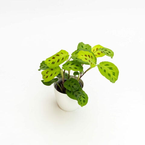 Maranta leuconeura "Kerchoveana"