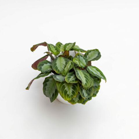 Maranta leuconeura "Silver Band"