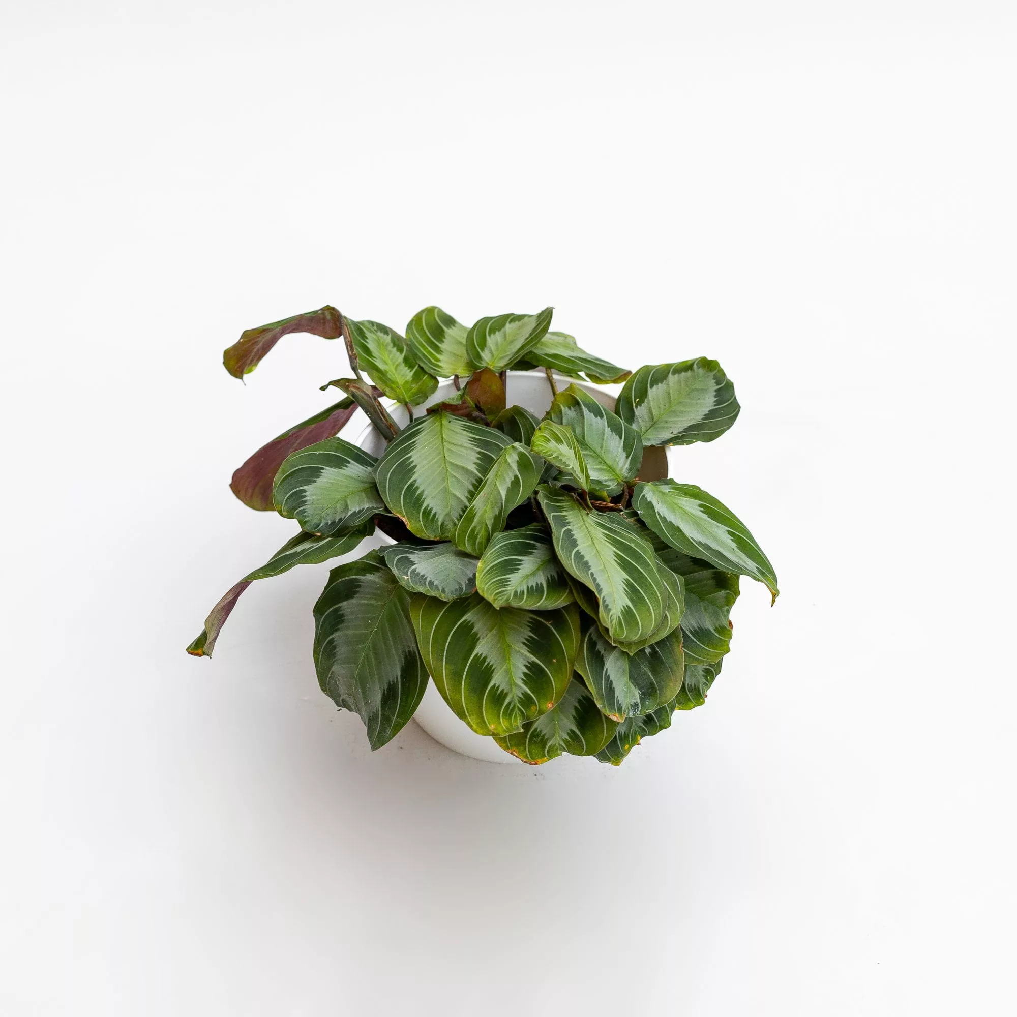 Maranta leuconeura "Silver Band"