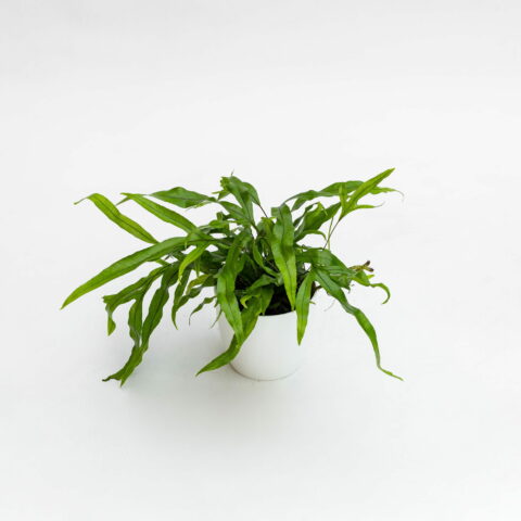 Microsorum diversifolium