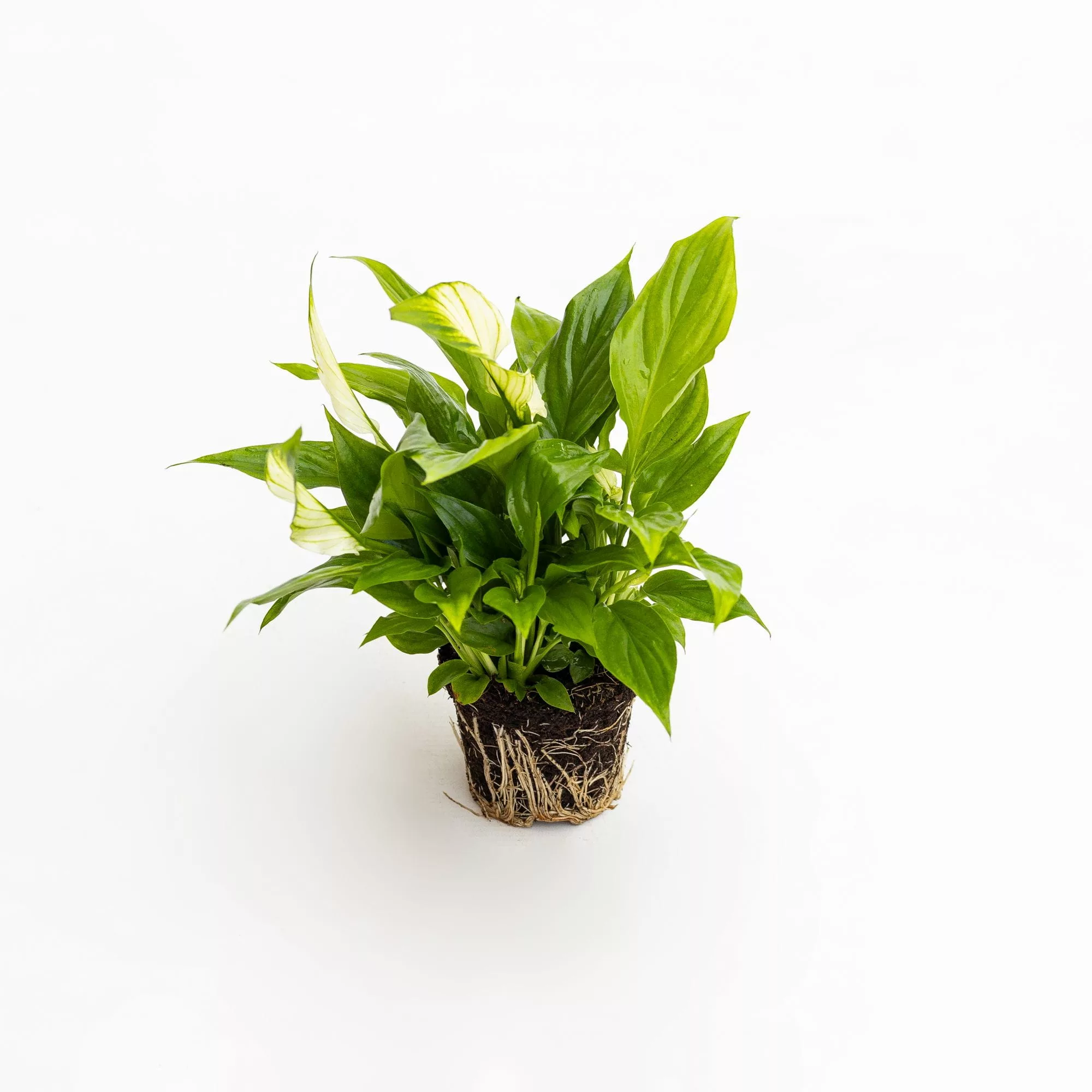 Spathiphyllum &ndash; Giglio Della Pace In Vaso 9cm, Pianta Da Appartamento Purificatrice D'Aria