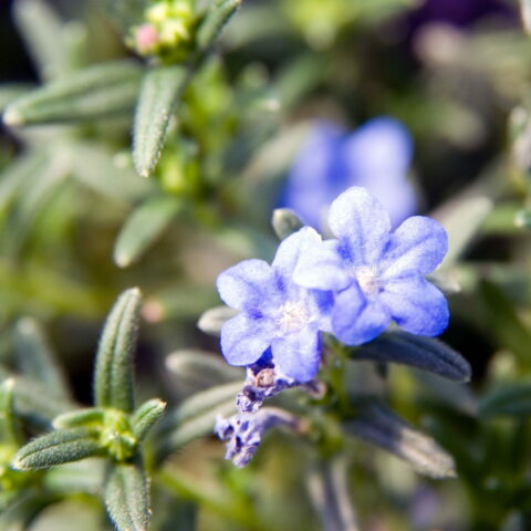 Lithodora diffusa "Grace Ward"