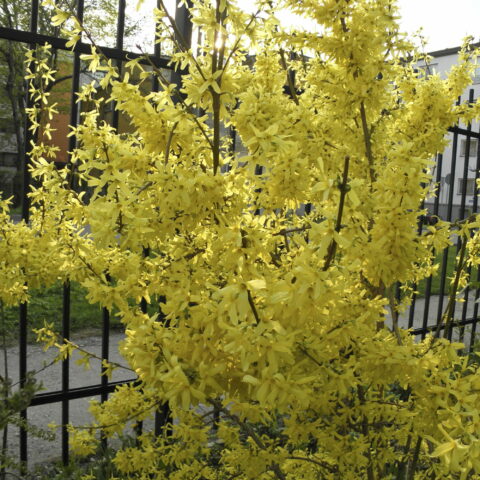 Forsythia x intermedia "Spectabilis"