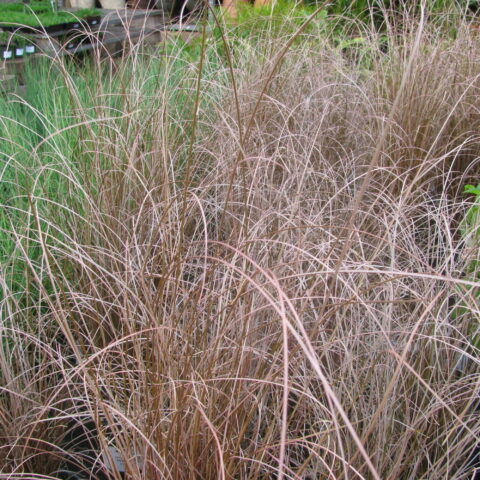 Carex buchananii "Red Rooster"