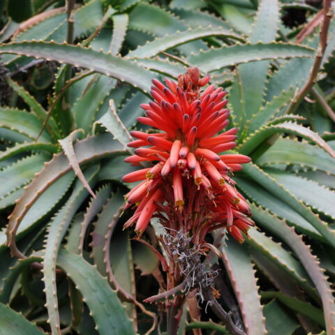 Aloe arborescens