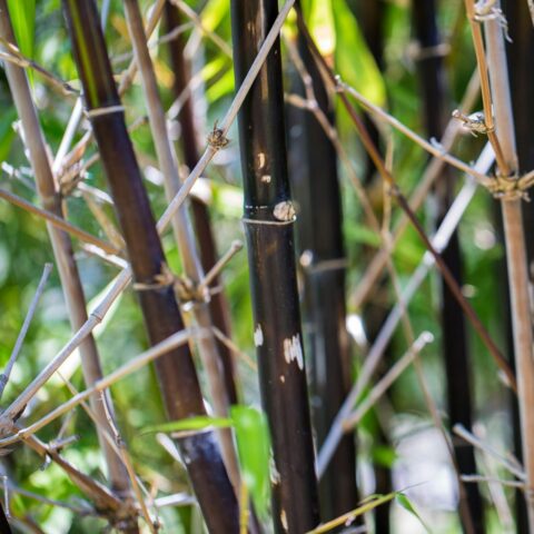 Fargesia nitida "Black Dragon"