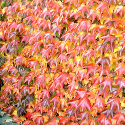 Parthenocissus tricuspidata "Green Spring"