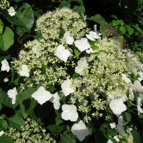 Hydrangea anomala subsp. petiolaris