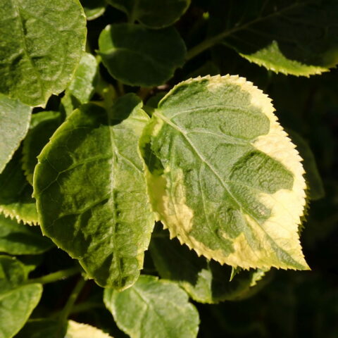 Hydrangea anomala subsp. petiolaris "Mirranda"