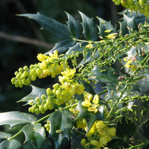 Mahonia japonica "Media Charity"