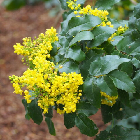 Mahonia aquifolium